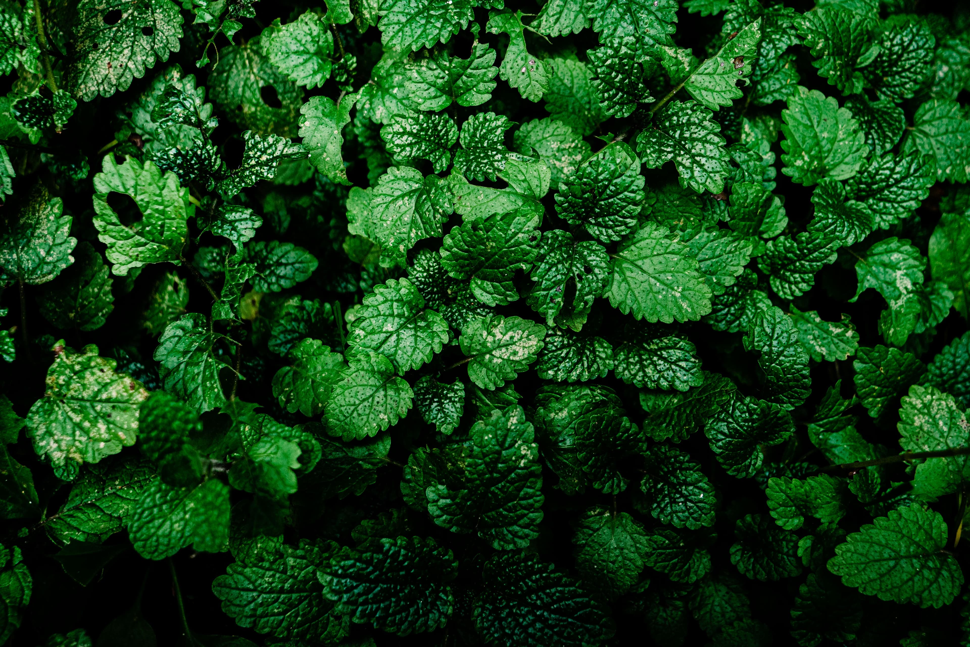 Close-up of fresh green herb leaves, evoking natural botanical ingredients and plant-based products.